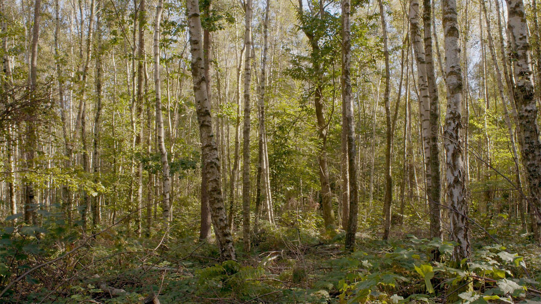 Woods